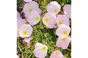 5000+Pink Evening Primrose Seeds for Planting Enhance Garden with Pink Floral Magic