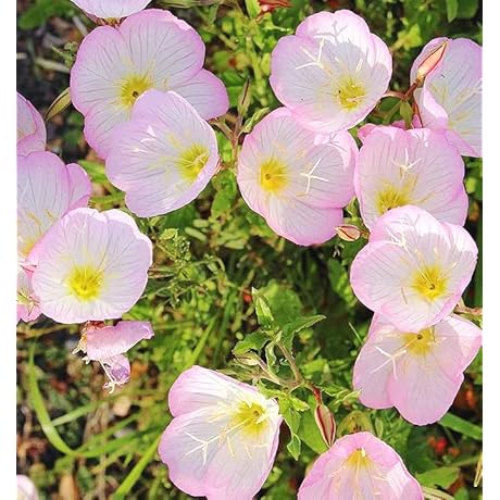 5000+Pink Evening Primrose Seeds for Planting Enhance Garden with Pink Floral Magic