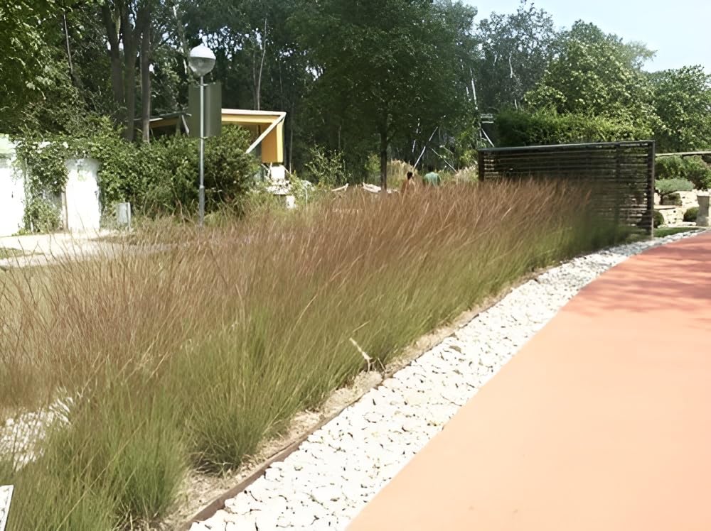 Stauden Gänge 10 x Molinia caerulea 'Edith Dudszus' Kleines Pfeifengras