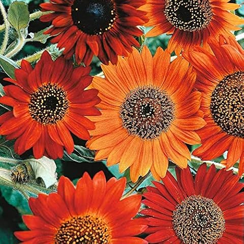 Sunflower 'Earth Walker' Seeds by Thompson and Morgan Cover