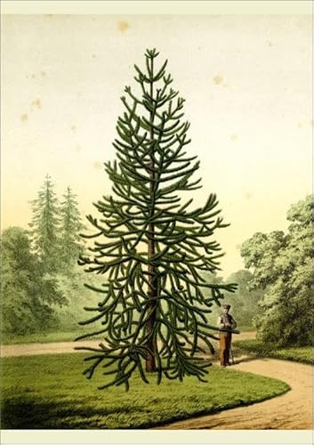 Media Storehouse Monkey Puzzle Tree Print, Araucaria Imbricata Pavon, 1868 - Poster Print A2 (59.4 x 42cm) (23272196)