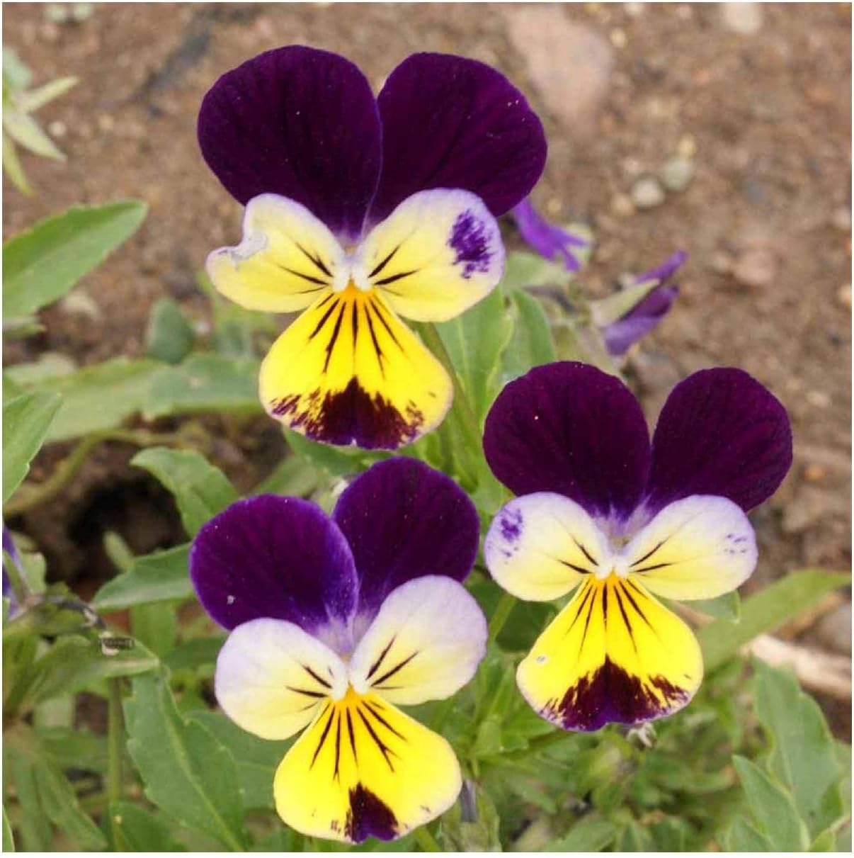 Everwilde Farms - 1/4 Lb Helen Mount Johnny Jump-Up Wildflower Seeds - Gold Vault