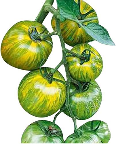Green Zebra Heirloom Semillas de tomate – Tomate grande – Uno de los tomates más deliciosos para el cultivo en casa, sin OGM – Sin neonicotinoides.