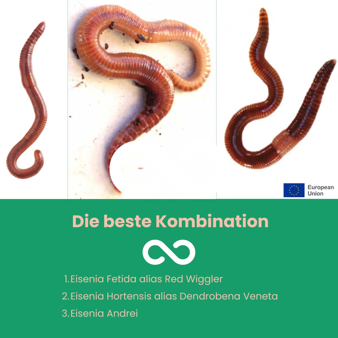 Kompostwurm-Mix 500 gram ≈ 500 STK. eingebettet in Kompost für 100% sicheres Versand | Mit 3 Arten lebenden Kompostwürmer | Billiebin