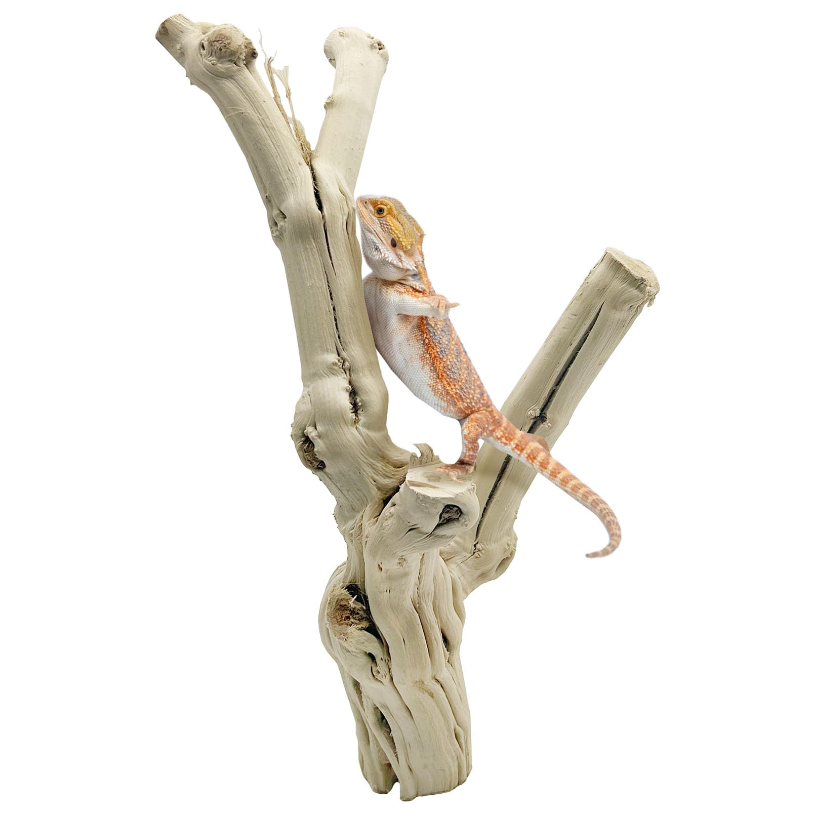 Reptilienzweige zum Klettern Natürliche Schlange Klettern Ast Extra Groß Holz Wald Baumstamm Dekor Eidechse Lebensraum Terrarium Dekorationen für Bartdrachen Geckos Chamäleon Frosch