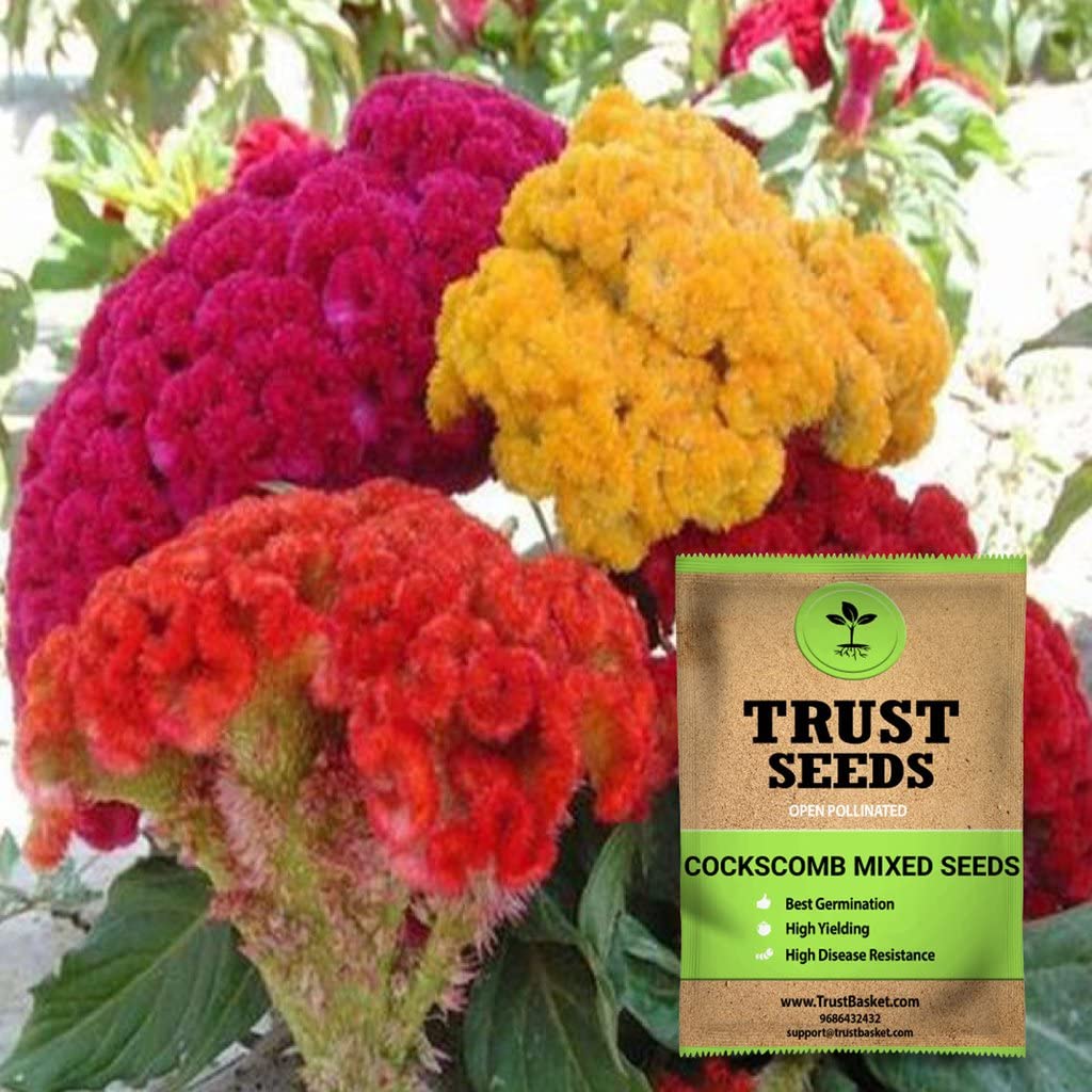 See full amazon price history chart for TrustBasket Premium Flower Cockscomb Mixed Seeds (Open pollinated) | Sow and Grow Fresh Healthy Seed in Your Garden Perfect for Home & Terrace Gardening High Germination Seeds TrustBasket Premium Flower Cockscomb Mixed Seeds (Open pollinated) | Sow and Grow Fresh Healthy Seed in Your Garden Perfect for Home & Terrace Gardening High Germination Seeds (B0719GXKSC) Amazon Price History, Amazon Price Tracker