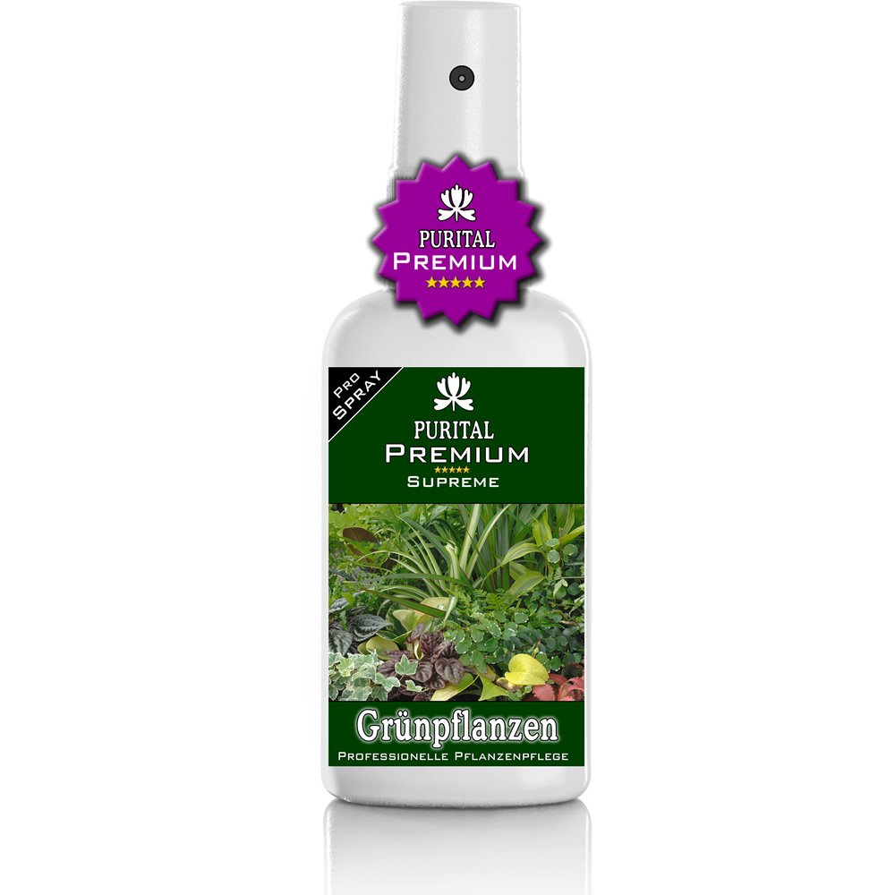 feigenbaum zimmerpflanze pflege Feigenbaum Ficus Lyrata Strauch Zimmerpflanze Ø27cm 140cm kaufen main image 0
