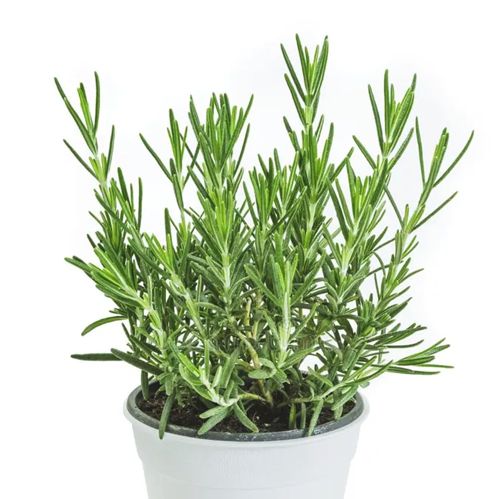 Rosemary Original Fresh Indoor Herb Plant in Nursery Pot, Fresh Culinary Herb, Indoor or Outdoor Garden Plants Live Evergreen Rosmarinus Officinalis for Medicinal Hair Growth Plant