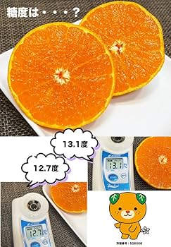 Amazon.co.jp: 愛媛 せとか みかん 秀品 Lサイズ 2.5kg みきゃん箱指定