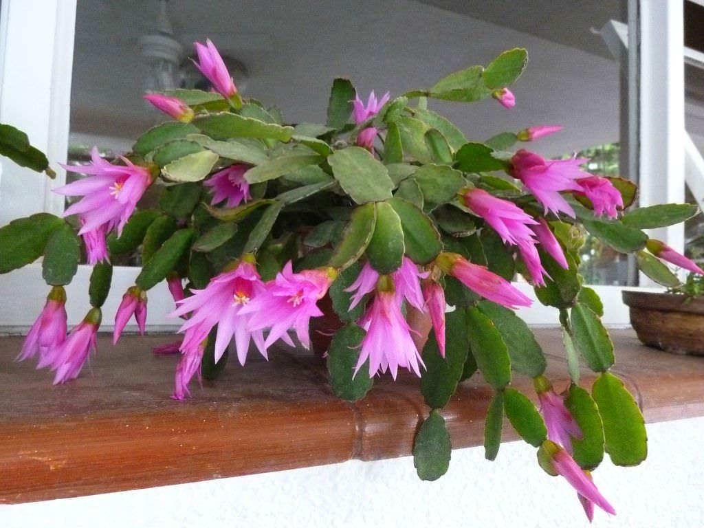 Hatiora Rosea ~ Rose Easter Cactus ~ Stunning Pink Flowers ~ Rare 5 Seeds ~