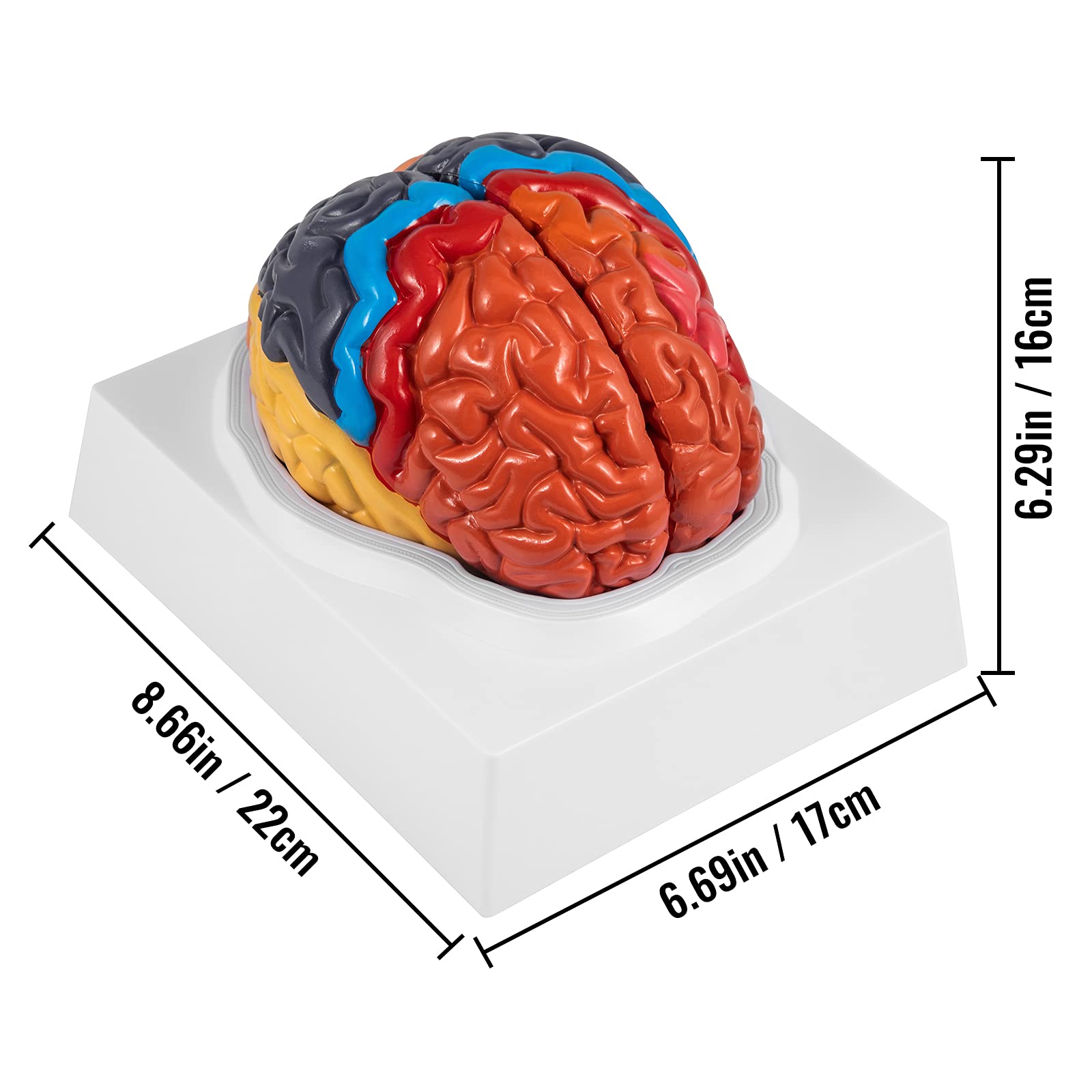 Vevor Human Brain Model Anatomy 2 Part Model Of Brain | Desertcart INDIA