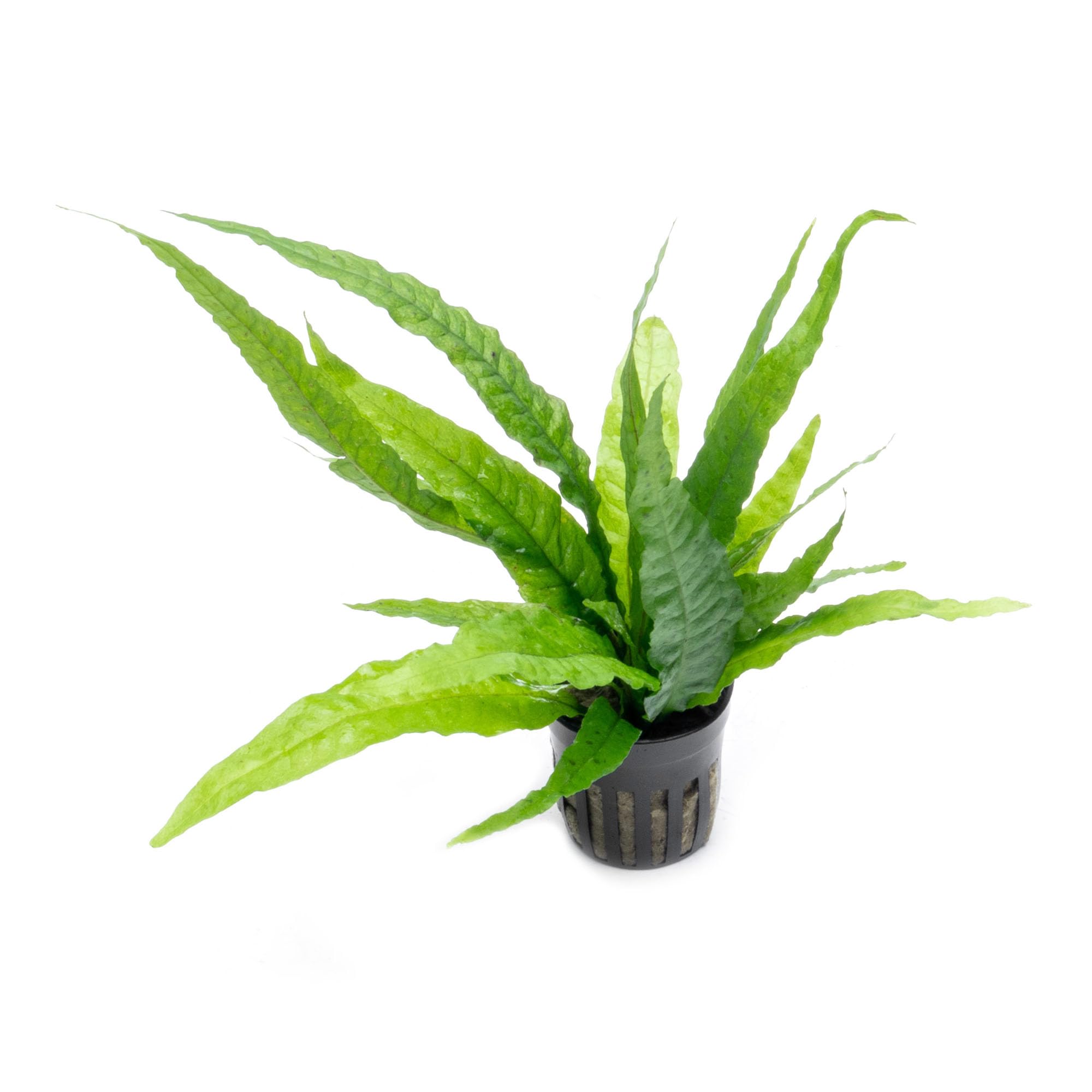 SubstrateSource Java Fern Live Aquarium Plants - Potted Freshwater Plant for Fish Tanks - Beginner Friendly, Low Light (Java Fern, 1 Pot)