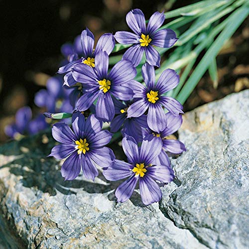 Outsidepride Blue-Eyed Ornamental Grass Sisyrinchium Drought Tolerant Grass Plants - 1 Oz #TOP2