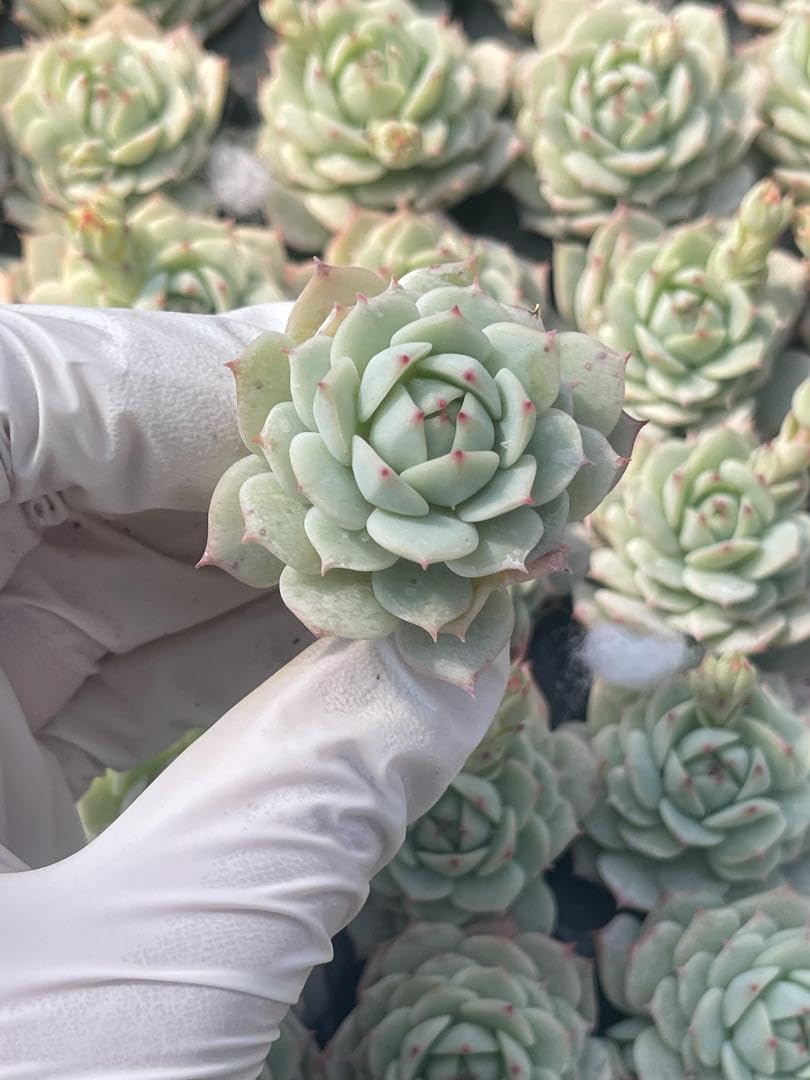 ⭐️新品同様⭐️ビレロイ＆ボッホ　エンジェルオルゴール（サイレント　ナイト） Angel Beats!」TV放送10周年を記念した特別なオルゴールが予約