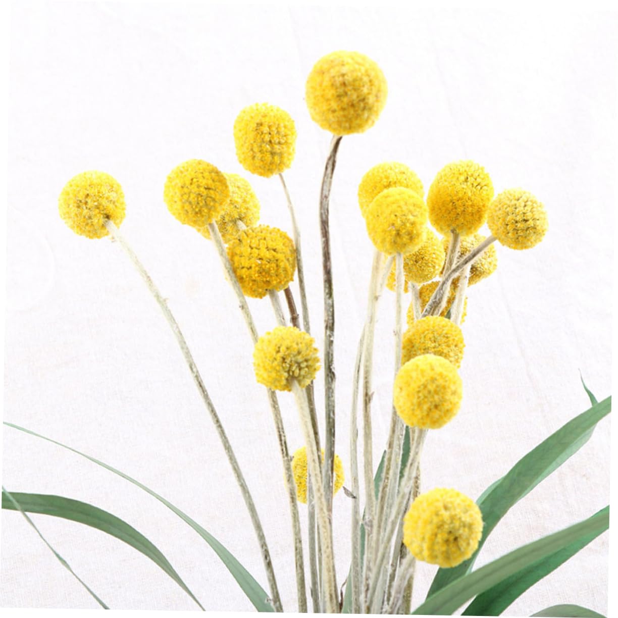 VILLCASE 60pièces Bouquet Fleurs Séchées Craspedia Décoration Naturelle pour Mariage Maison Et Événements sans Entretien