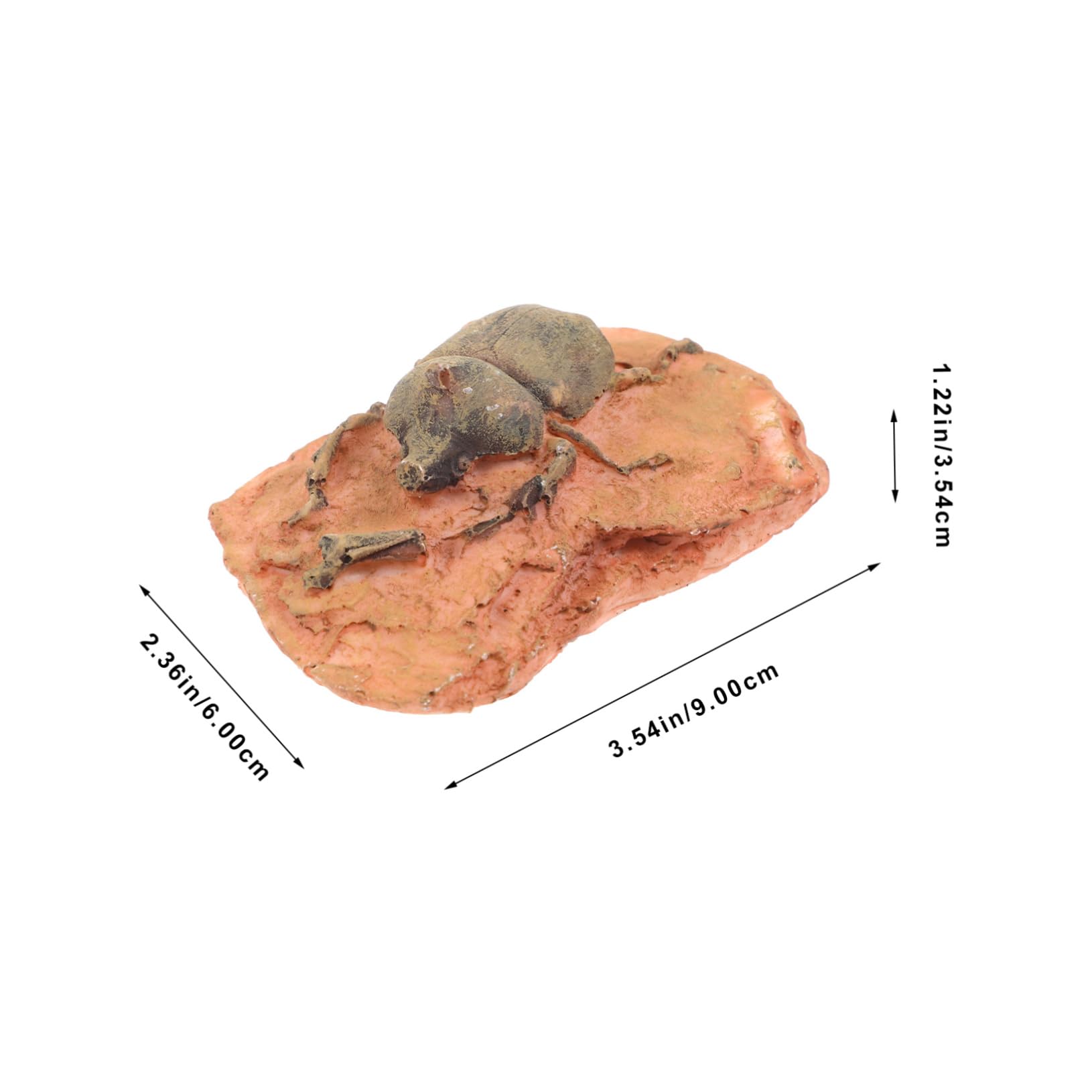 OUNONA Specimen Decor Insect Specimen Entomology Kit for Collecting Specimen for Teaching for Collection for Science Teaching Ornament Paleontological for Specimen