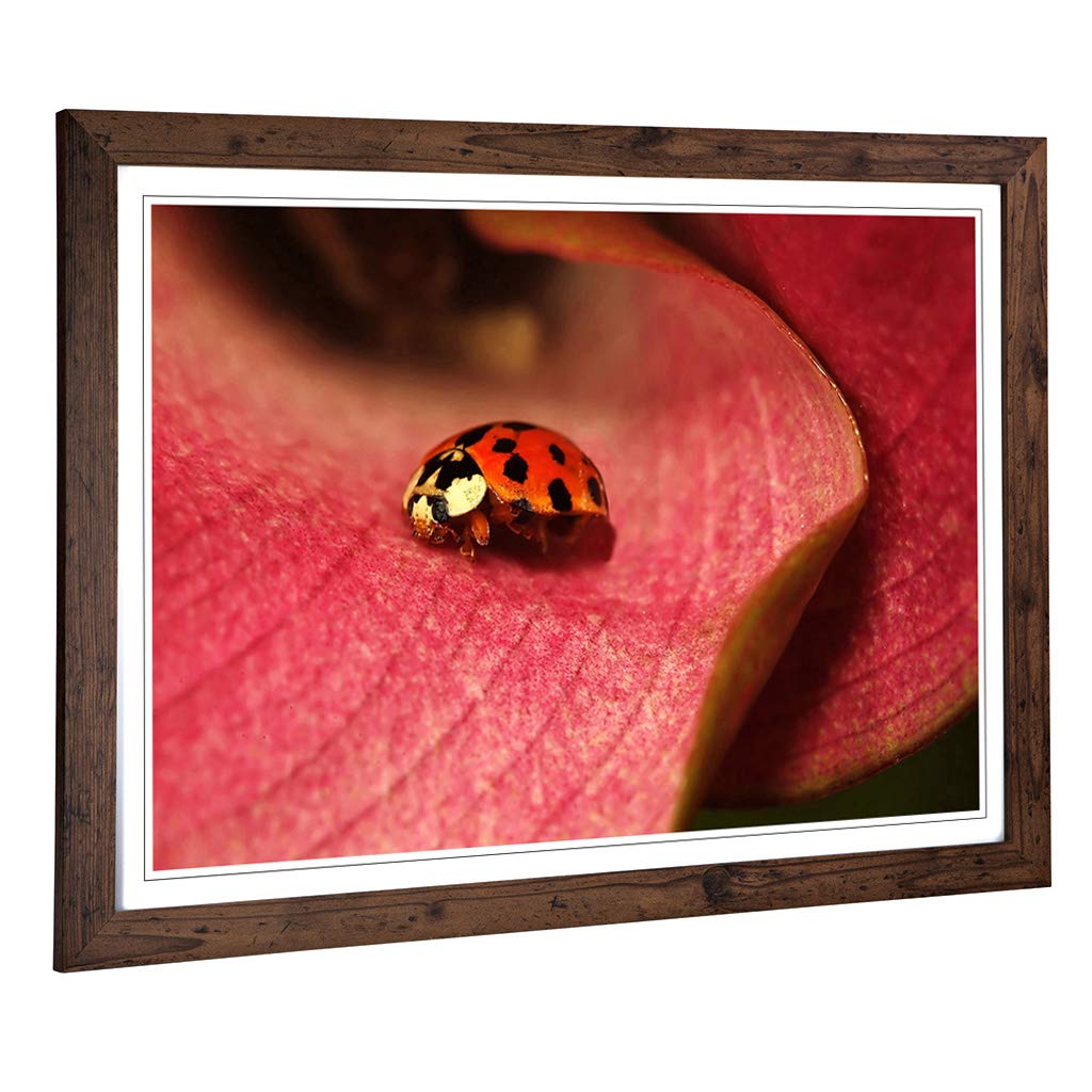Big Box Art Framed Print of Ladybird (2) Design | Wall Art Picture | Home Decor for Kitchen, Living, Dining Room, Lounge, Bedroom, Hallway, Office, Walnut, A2 / 24.5x18 Inch / 62x45cm