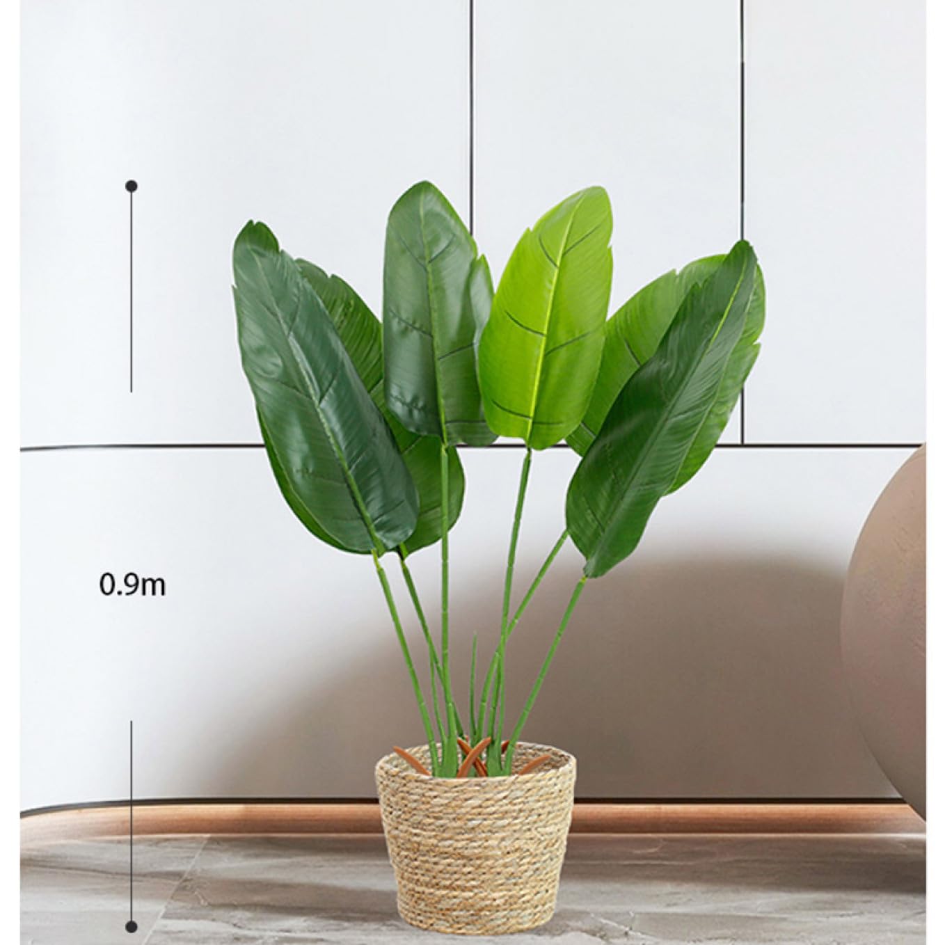 処分価格】バナナツリー1本 お買い得♪