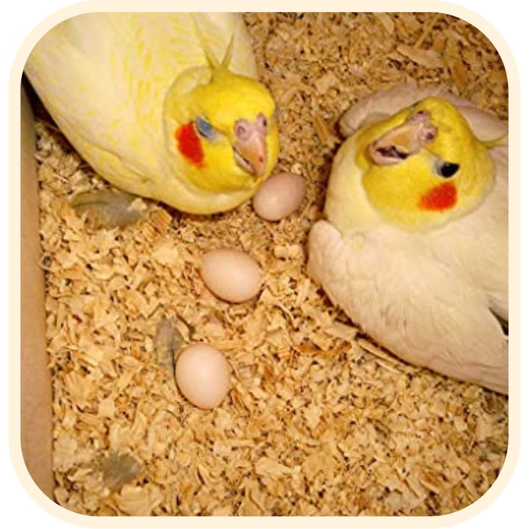 SS Organic Manually Extracted Dust Less Bedding Wood Shavings for Hamster, Bird, Chinchillas, Guinea Pig, Mice, Rabbit, Reptiles & Small Animals (200 gm) (B0CGVSN39K) Amazon Price History, Amazon Price Tracker