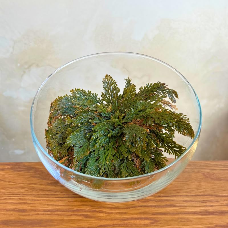 Rosa de Jericó | Planta de la resurrección | Planta mística | Planta para meditación y decoración |Bulbo de Flor | Planta Interior
