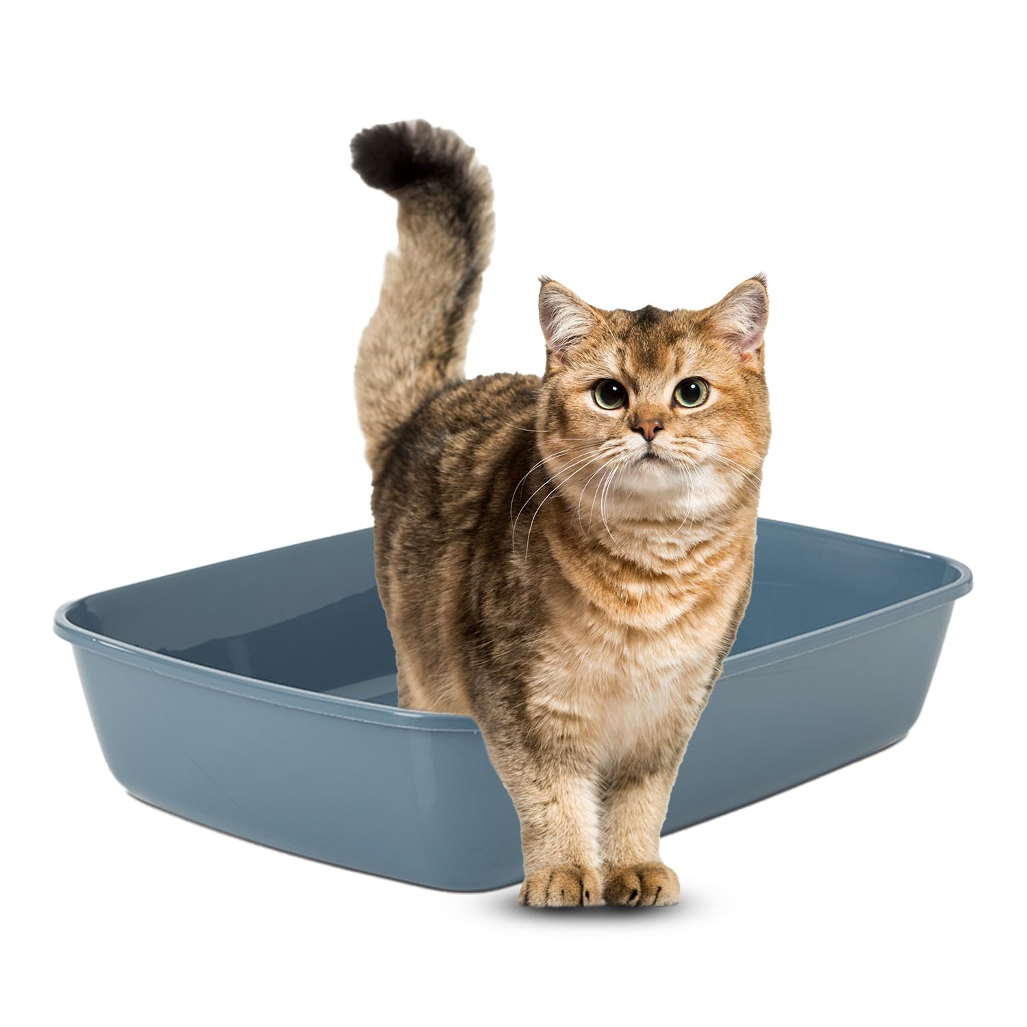 Savic | Cat Litter Tray| Iriz Modern Design Kitten and Cat Litter Tray and Low Entry Height for Easy Access,Helps Keep The Surrounding Area Clean and Tidy|Size- 42 cm| Bluestone