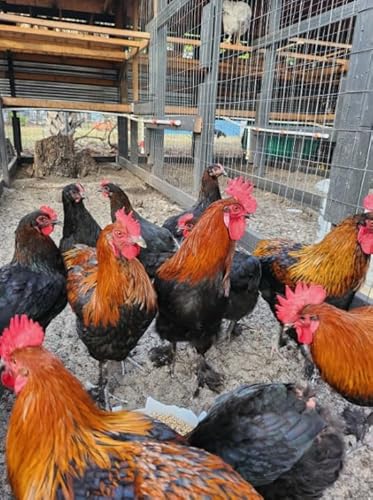 fresch Black Cooper marans