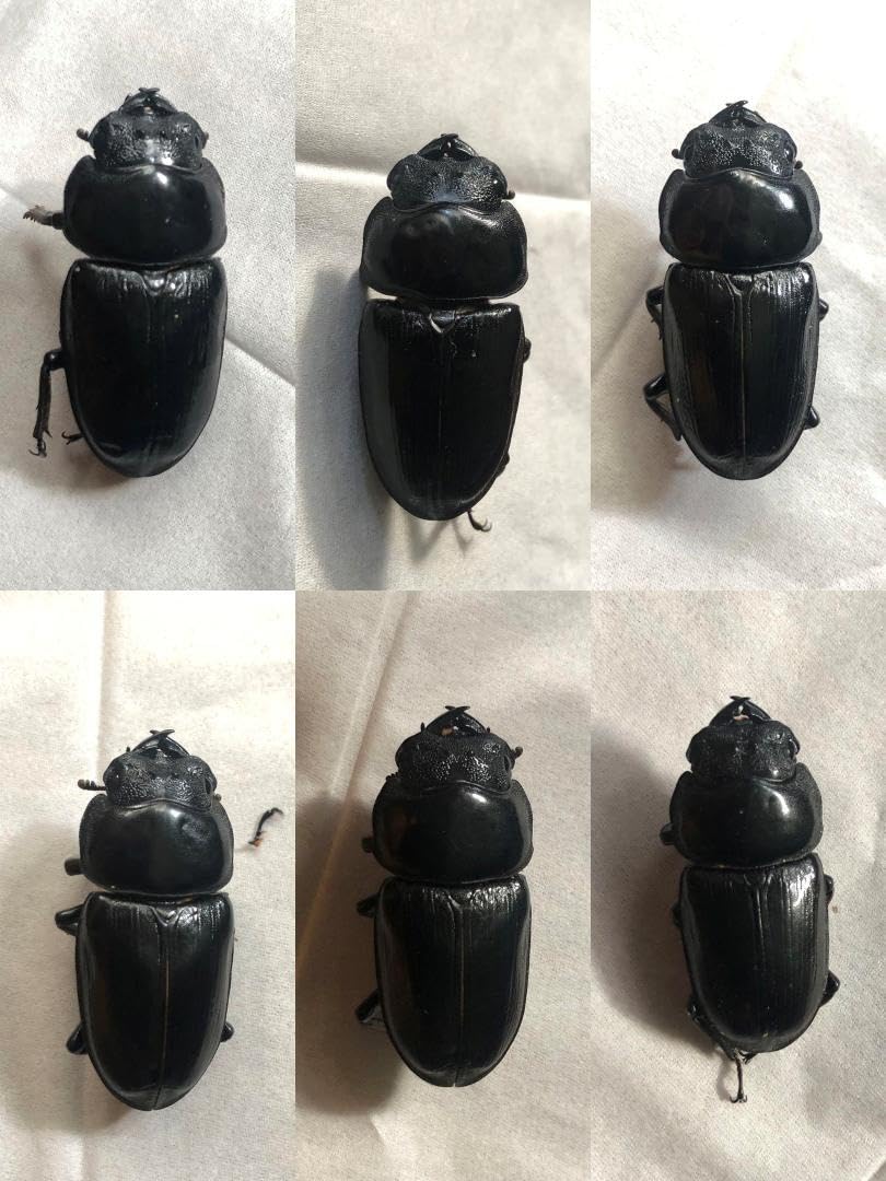 座標付き 野外幼虫採集品 オオクワガタ 標本 61GBBm+DkvL._AC_SY200_QL15_.jpg