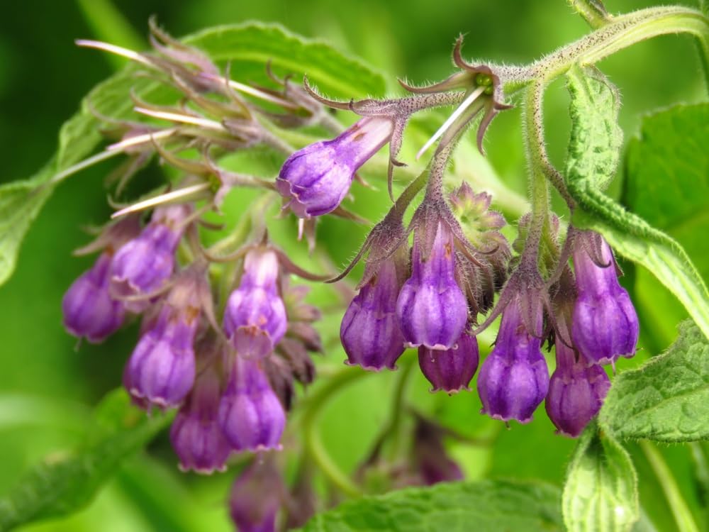 Bocking 14 Comfrey Root Cuttings to Grow - Many Uses, Pretty Flowers (5 Root Cuttings)