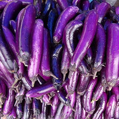 eggplantページ 51EWzWplV1L._UF350,350_QL50_.jpg