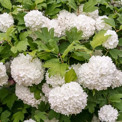 Old Fashion Snowball Viburnum Plant Live From 6 To 12 Inc Tall 4 Inc Pot, Japanese Viburnum Shrub #TOP6