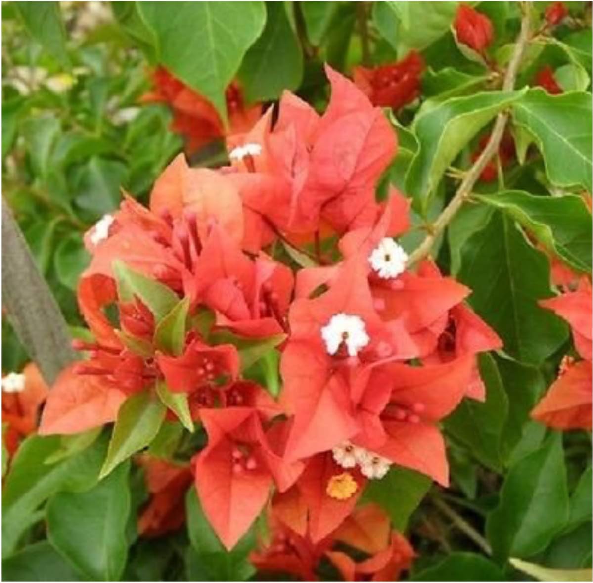 Bougainvillea - 'Flame' 6" Tall Plants in 2.5" x 2.5" x 3.5" pots