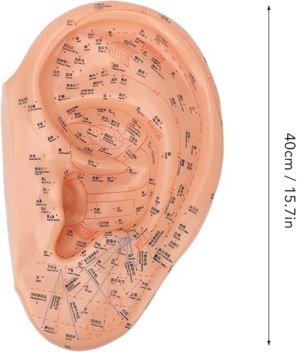 Miniatura 6 de Modelo de acupuntura de oído humano de 15.7 in, modelo de masaje profesional de zona auditiva de PVC, reflexología profesional de aprendizaje de