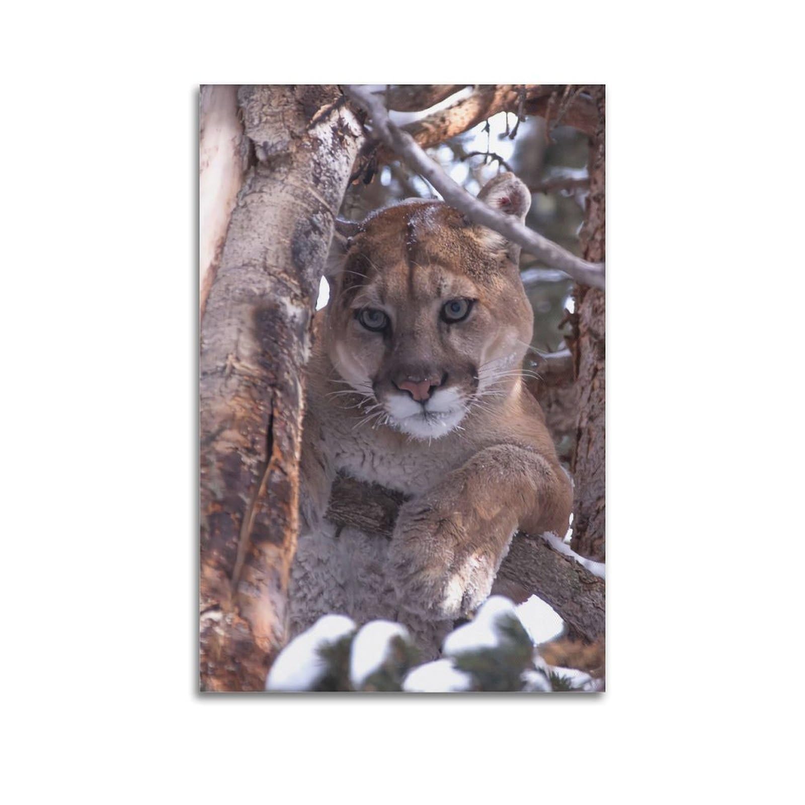JTLFXY Large Feline Poster Beast Cougar Cheetah Leopard Poster Decorative Painting Canvas Wall Posters And Art Picture Print Modern Family Bedroom Decor Posters 20x30inch(50x75cm)
