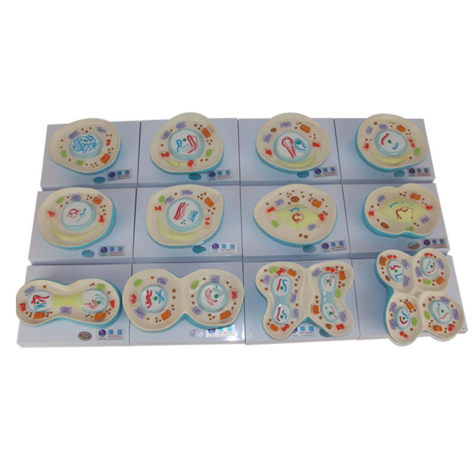 Buy 3D Cell Meiosis Model, 12 Parts Cell Structure Anatomical Model