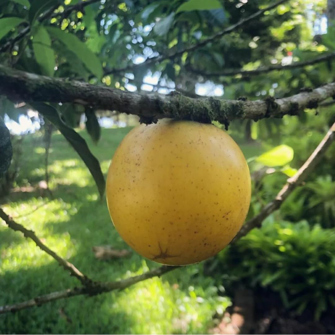 M-Tech Gardens Brazilian Abiu Fruit Plant (Giant Abiu, Hybrid) Pouteria caimito Exotic 1 Live Fruit Seedling Plant