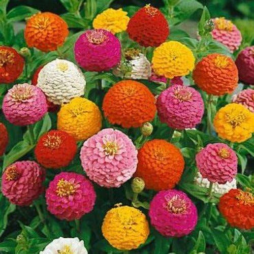 E plant Zinnia Mix Flower Seeds (Pack Of 50)