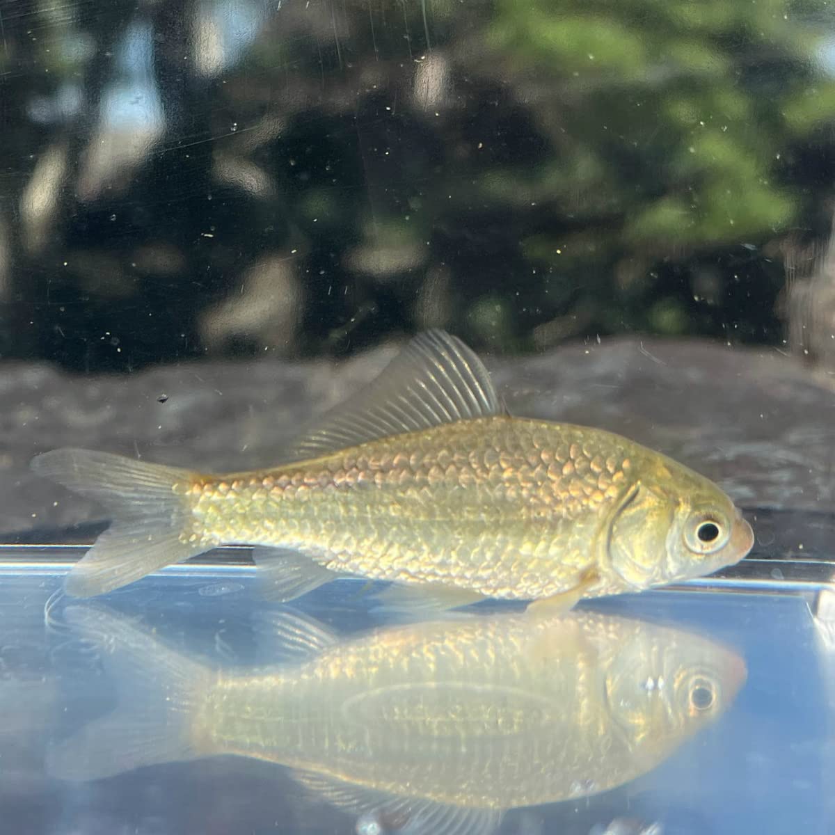 Amazon | （淡水魚）ギンブナ（マブナ） 3～5cm± （1匹）【生体 