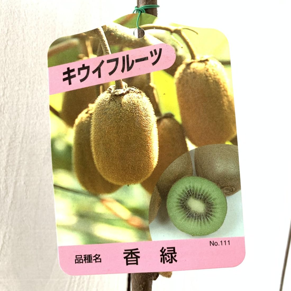 Amazon.co.jp: キウイ 苗木 香緑 (緑実メス) 12cmポット苗