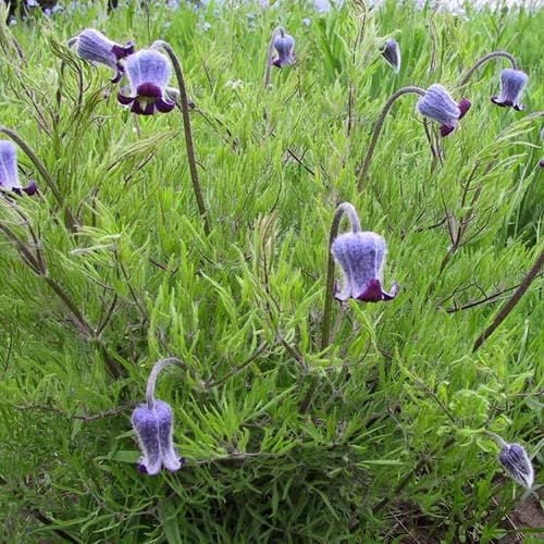 Plant World Seeds Clematis Hirsutissima Seeds (Perennial Flower Seeds