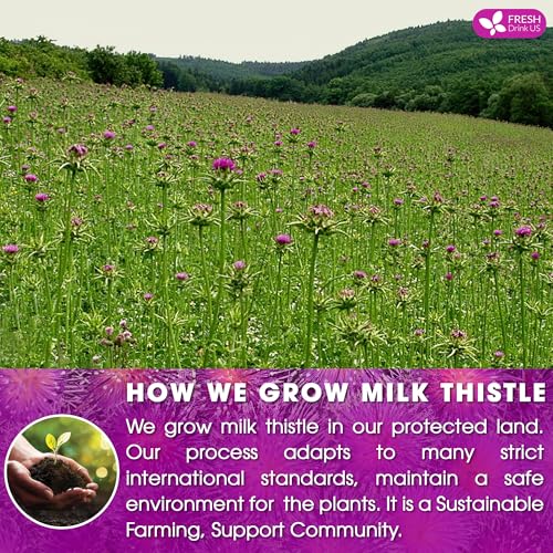 Image of FreshDrinkUS, Premium 30 Milk Thistle Tea Bags, 100% Natural & Pure from Milk Thistle Seeds. Milk Thistle Seed Herbal Tea. Made with Natural Material Tea Bags. No Sugar, No Caffeine, No Gluten, Vegan.