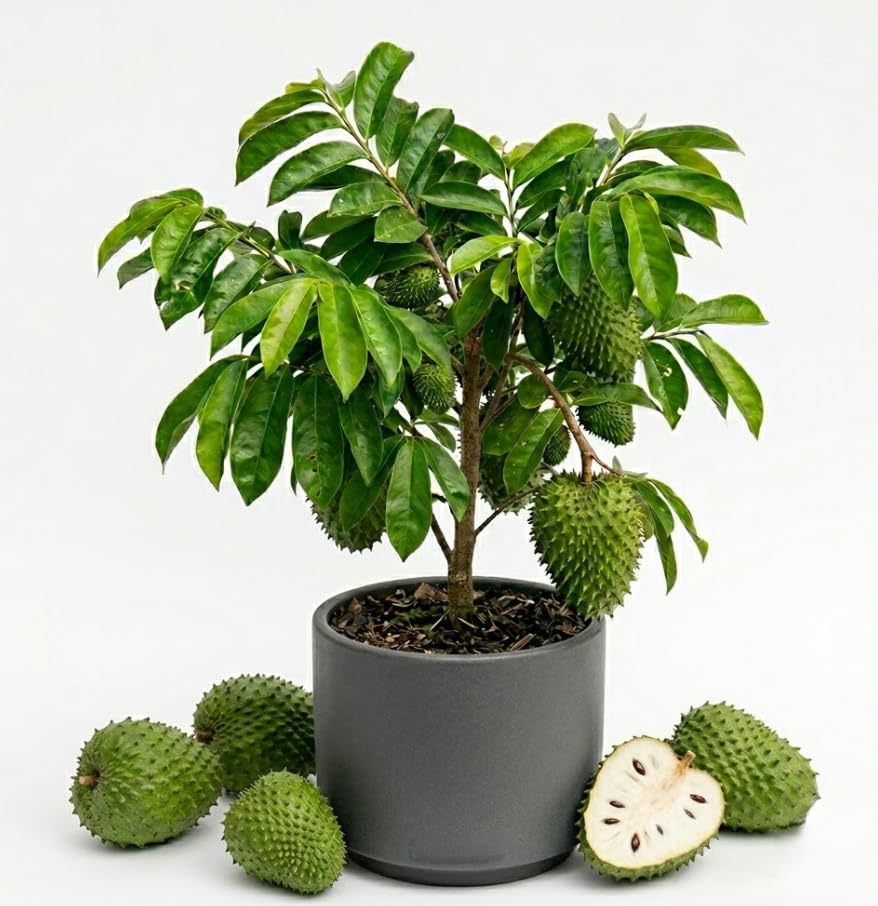 Soursop Plant Live for Planting Guanabana Tree Live Sweet Soursop Plant for Outdoor Garden 8 to 10 Inc Tall