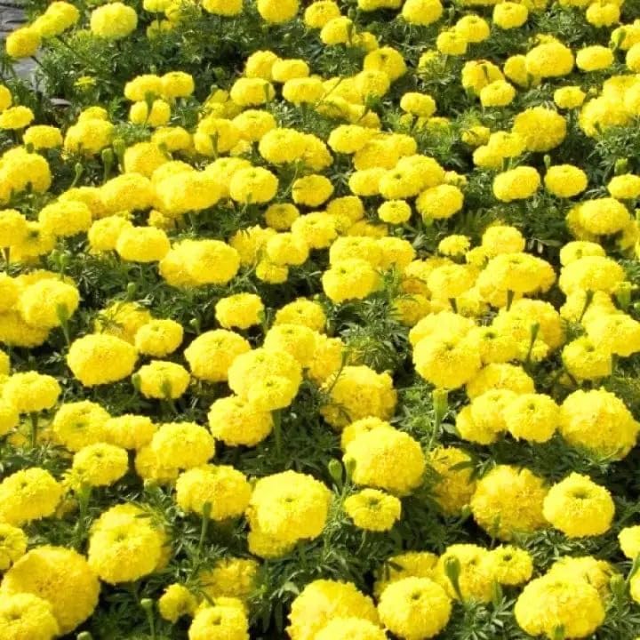 Image of Yellow Marigold Live Plant | African Marigold Gainda Phool Flowering Plant | Live Flower Plant for Home Garden Balcony Terrace Outdoor