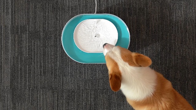 Amazon | PETLIBRO 犬用 自動給水器 8L（約2.1ガロン） カプセル型
