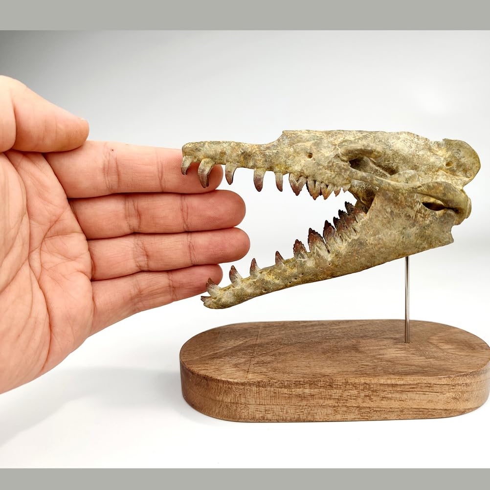 1/10 Drachenwal-Schädel-Skalenmodell Dinosaurier-Statue Harz Dinosaurier-Schädel-Fossil-Replik Skelett-Skulpturen
