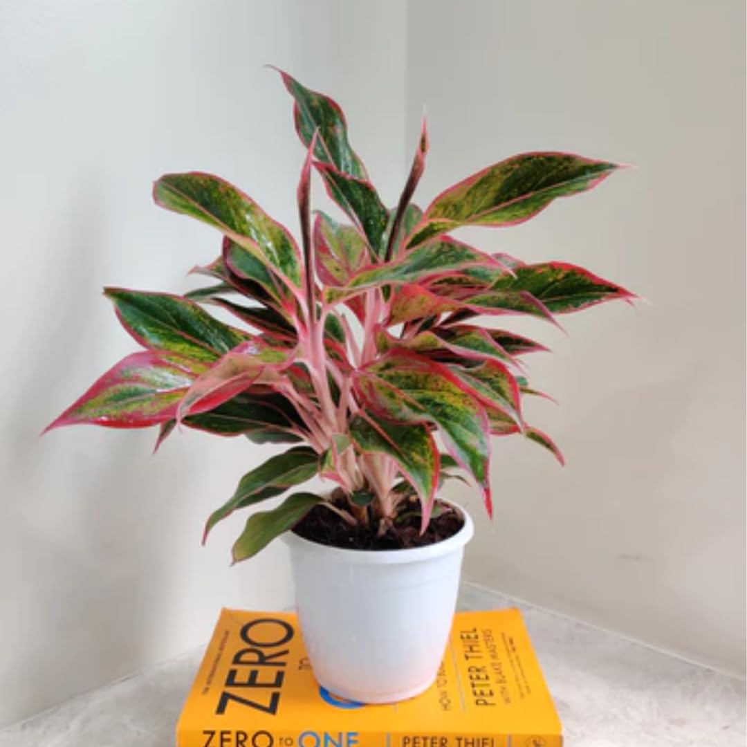 CAPPL Live Red Aglaonema Plant - Stunning Indoor Décor Foliage (B0BCWW214R) Amazon Price History, Amazon Price Tracker