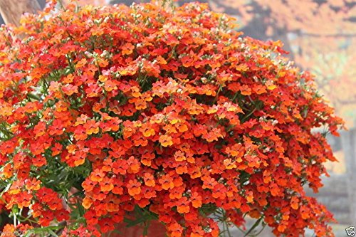 Seeds- Orange Prince - Nemesia Strumosa Flowers- Wonderful in containers(100 Seeds)