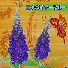 ブッドレア 苗 エンパイヤーブルー 青花 4号 藤うつぎ 香りの花 蜜源植物 250701