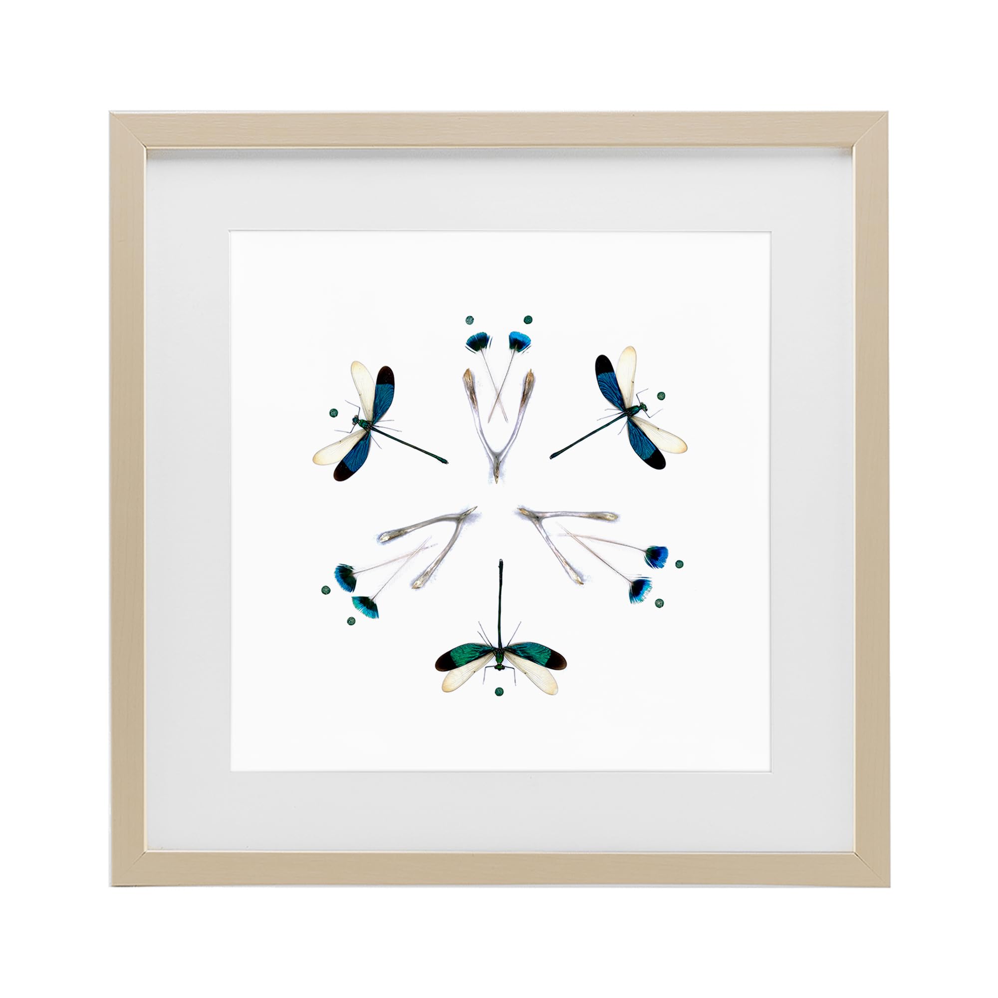 Dragonfly Symmetry Nature, 16 x 16 Inch Framed Print Under Glass