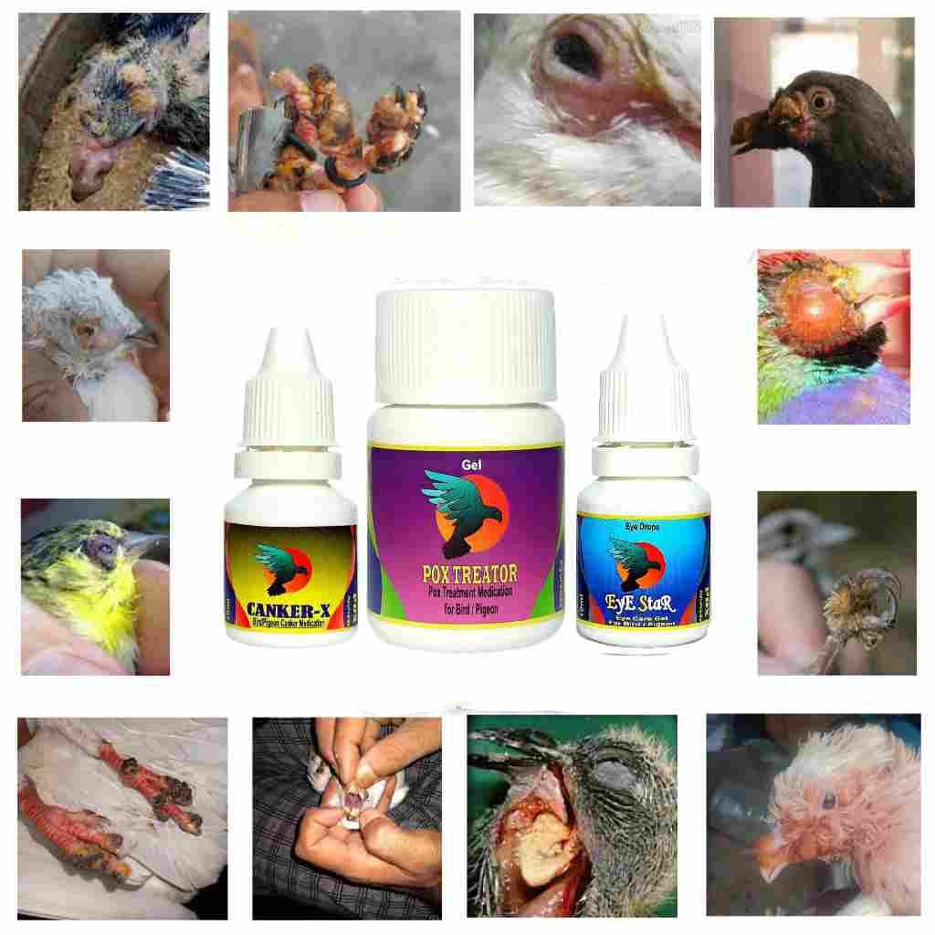 Pigeon & Small Bird POX Medication ? Complete Treatment Combo Pack || Cover Two-2 Extra Disease Canker and Eye Problems (Pox 10.Gram, Canker X 5.Gram, Eye Star 5ml) (B09NVLBX6F) Amazon Price History, Amazon Price Tracker