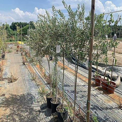 SAVINI VIVAI Obstpflanzen Olivenpflanze Frantoio im Topf 22-24 cm 2-3 Jahre Höhe 150-170 cm Hergestellt in Italien